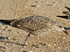 1cy argenteus in November, ringed in Belgium. (25637 bytes)